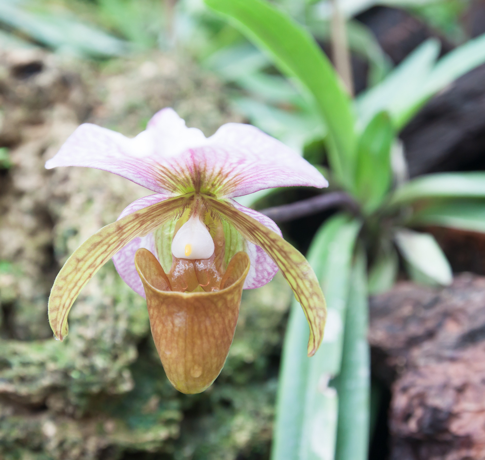 orchidej1