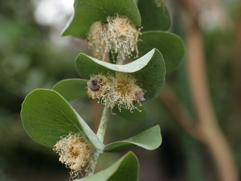 Eucalyptus Pulverulenta 3275084 1920