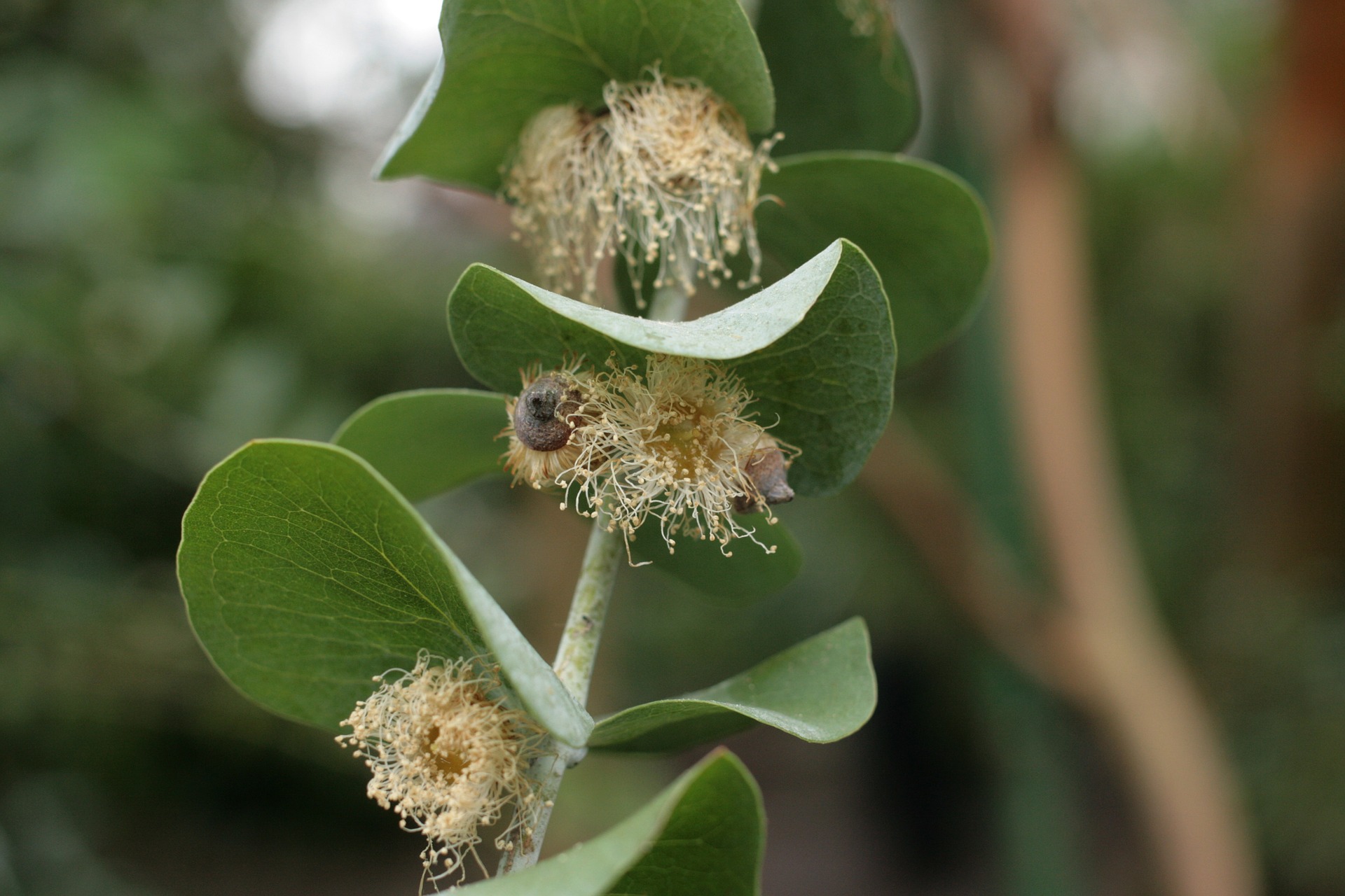 eucalyptus-pulverulenta-3275084_1920