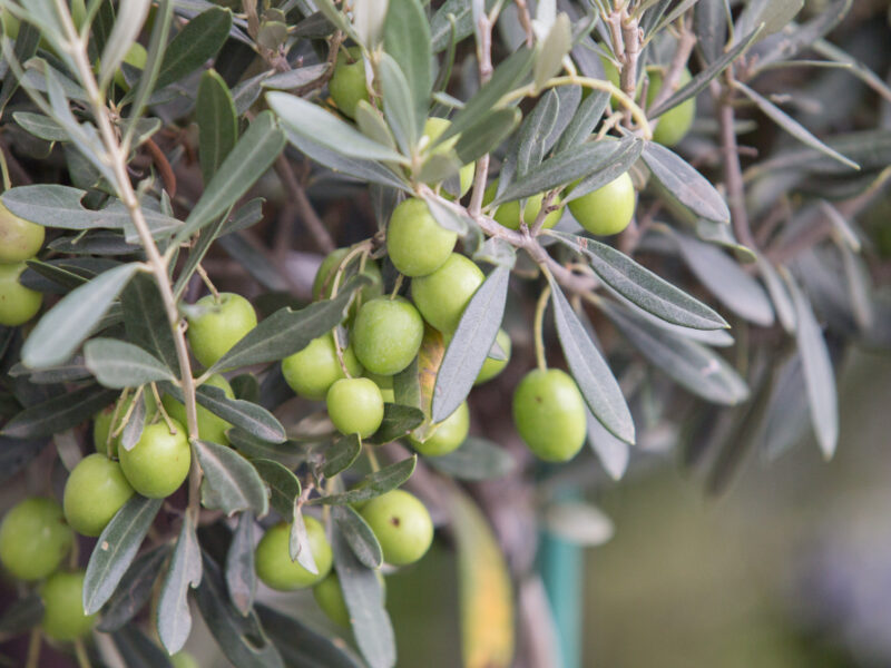 Olivy Zelene