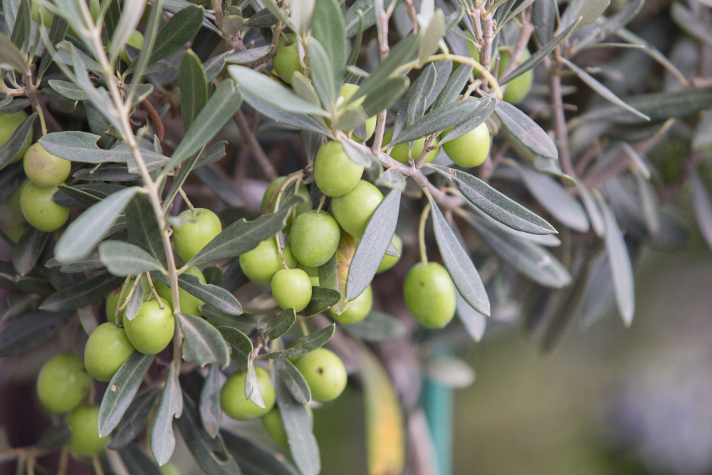 Olivy Zelene