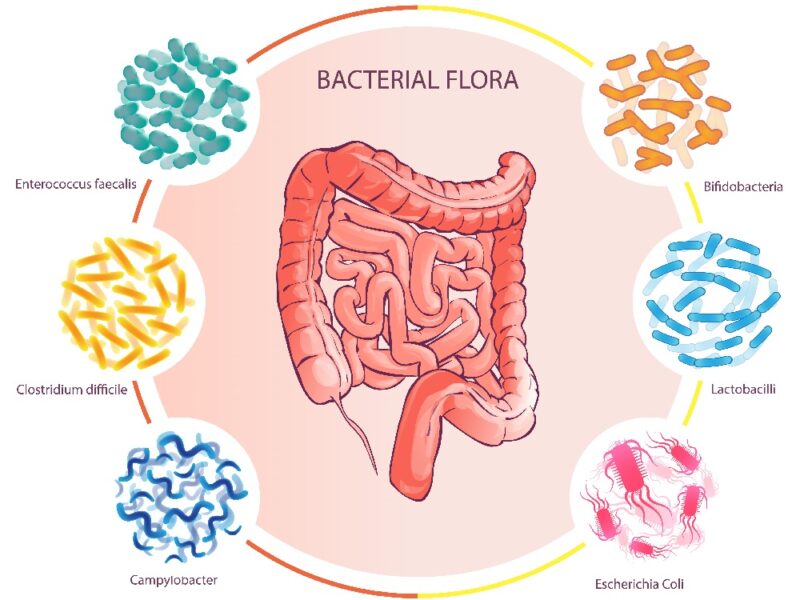 GOOD BACTERIAL FLORA illustration human colon vector