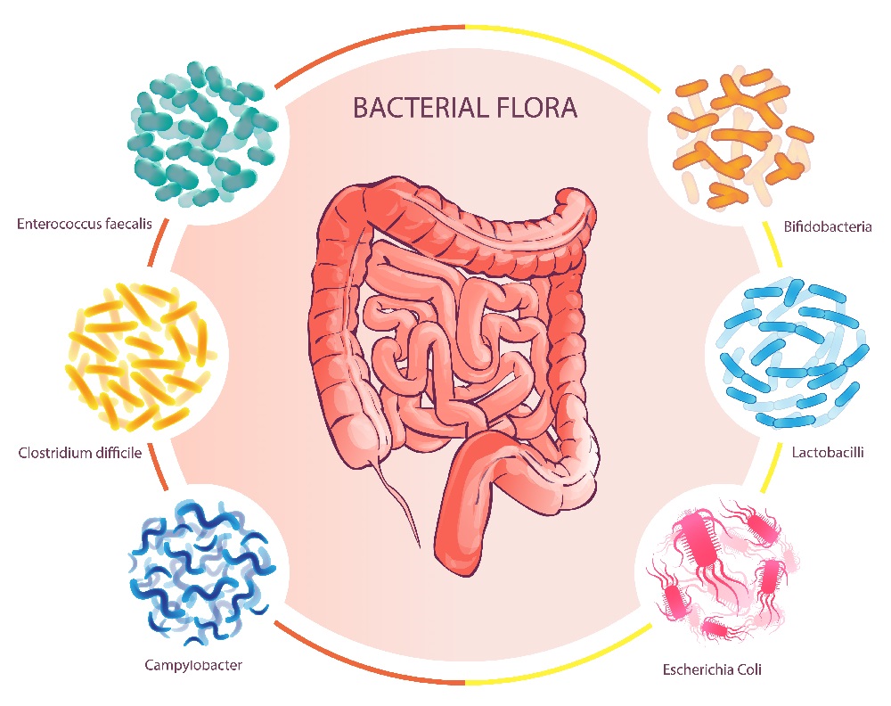 Good Bacterial Flora Illustration Human Colon Vector