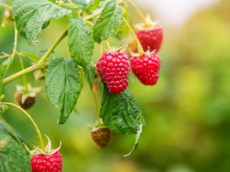 Branch Raspberry With Big Red Ripe Berries Small Dof