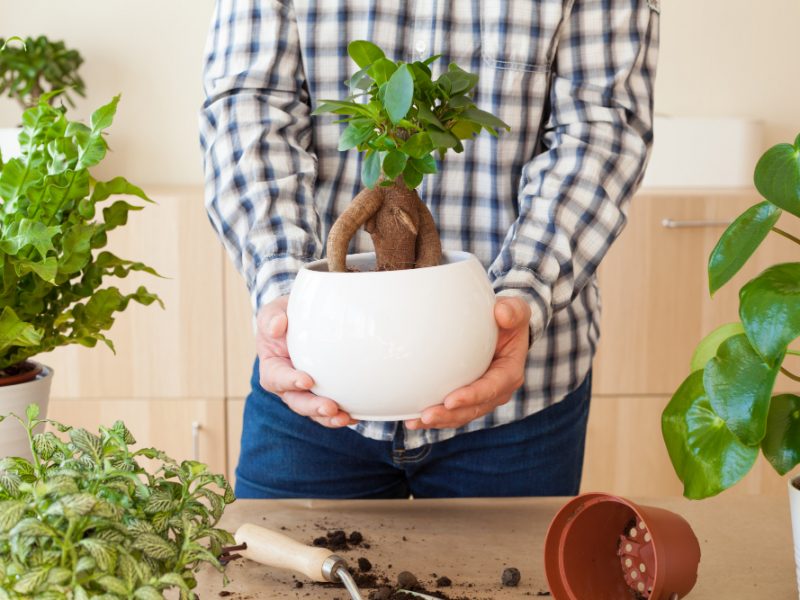 Gardening Planting Home Man Relocating Ficus Houseplant