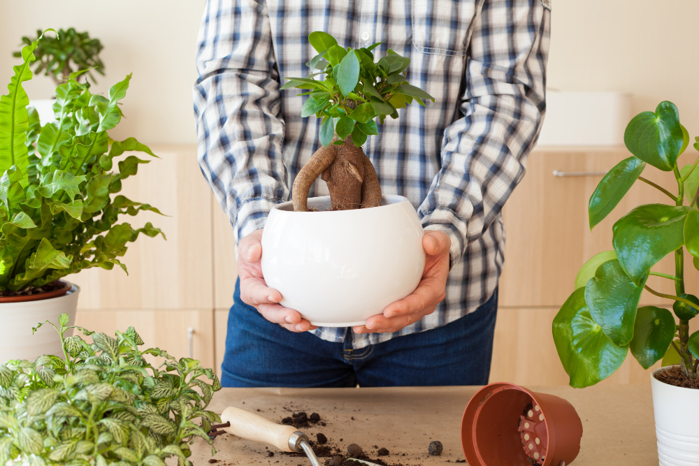 Gardening Planting Home Man Relocating Ficus Houseplant