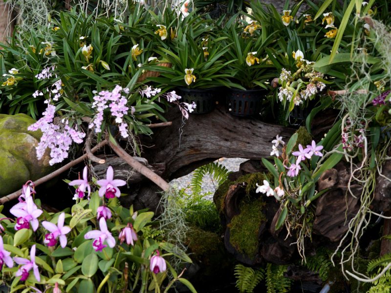 Beautiful Orchid Flower Garden