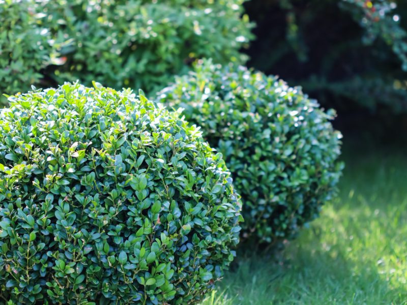 Landscaping Garden With Bright Green Lawn Decorative Evergreen Shaped Boxwood Buxus