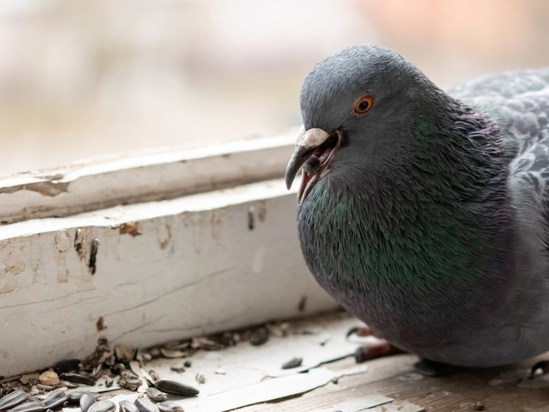 Urban Pigeon Eating Seeds Balcony People Any Purpose