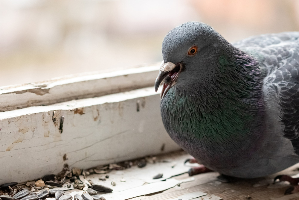 Urban Pigeon Eating Seeds Balcony People Any Purpose
