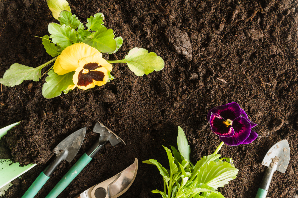 Overhead View Pansy Plant With Gardening Tools Soil