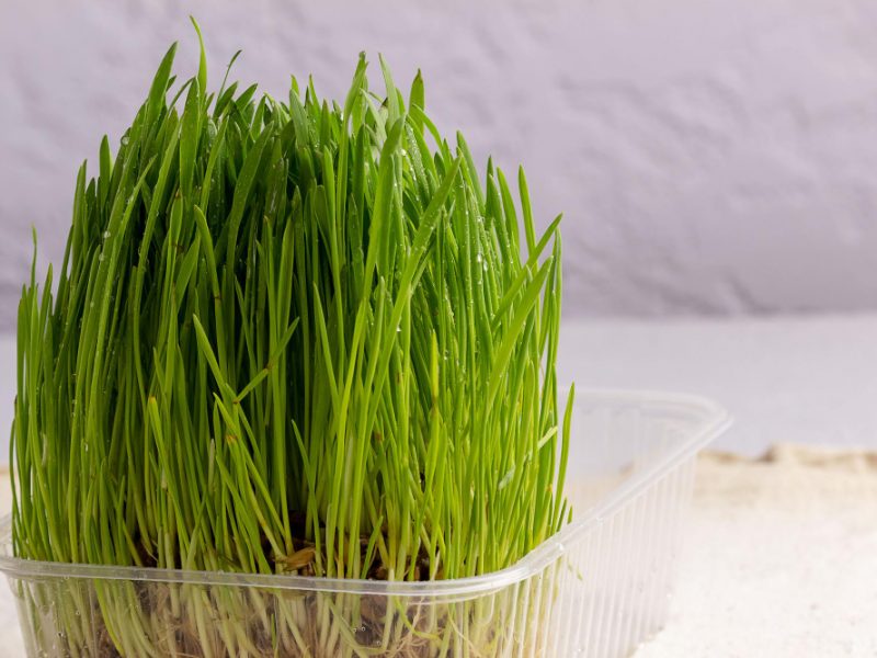 Greens Wheat With Grains Light Background Growing Microgreens Home Fresh Wheat Sprouts