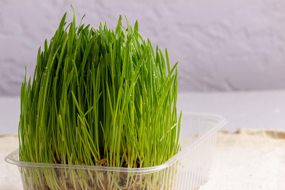 Greens Wheat With Grains Light Background Growing Microgreens Home Fresh Wheat Sprouts