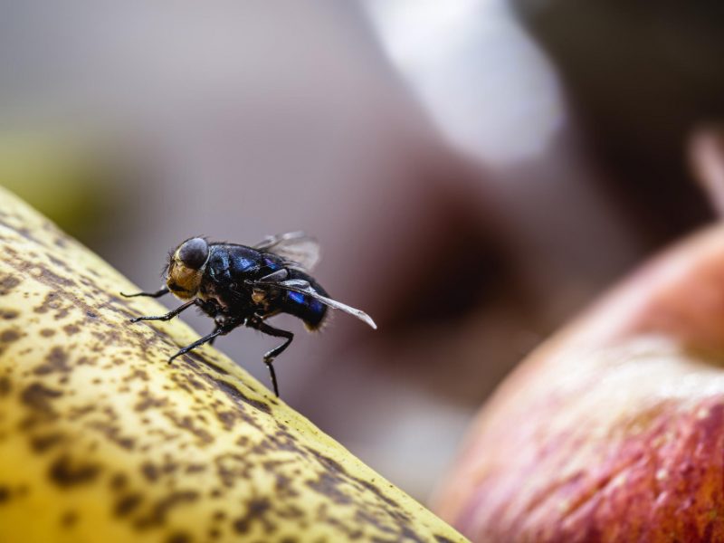 Fly Landing Banana Insect Old Furta Close Up House Fly