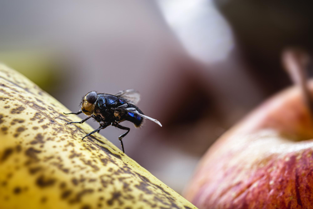 fly-landing-banana-insect-old-furta-close-up-house-fly