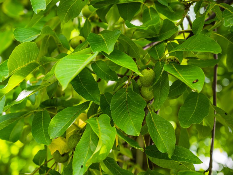 Closeup Shot Fresh Green Young Fruits Walnut Tree Branch