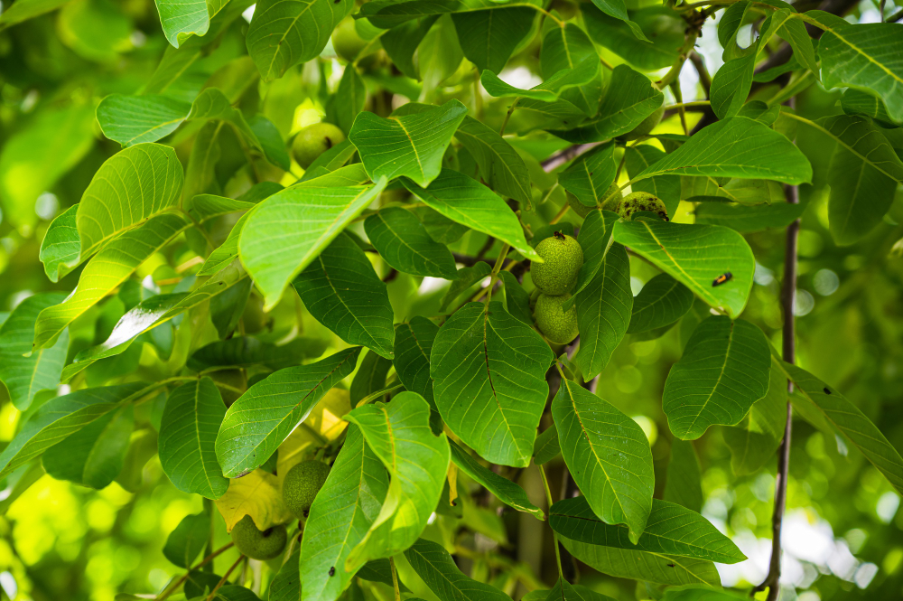 Closeup Shot Fresh Green Young Fruits Walnut Tree Branch