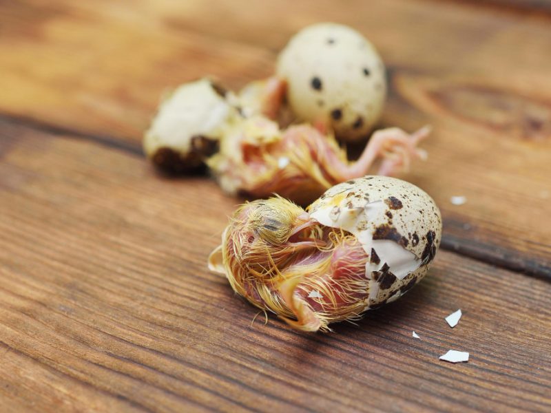 Newborn Baby Bird Quail Chick Hatches From Egg Closeup Wooden Background