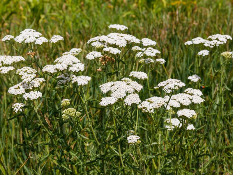 White Yarrow Flower Achillea Millefolium Medicinal Plant