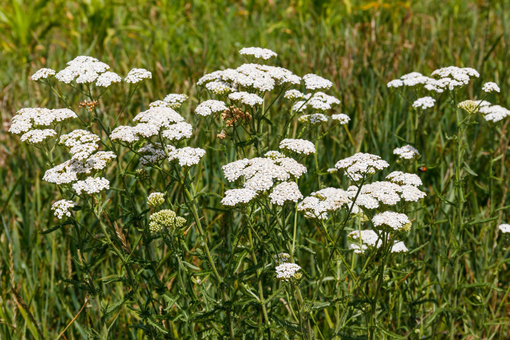 White Yarrow Flower Achillea Millefolium Medicinal Plant