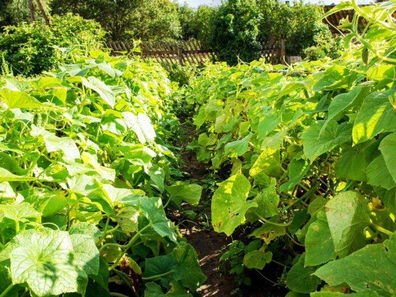 Cucumber Beds Vegetable Garden Agriculture Small Business Selfsufficiency