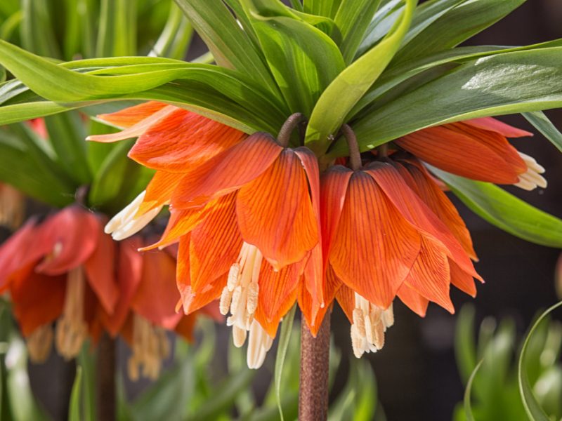 Crown Imperial Fritillary Flowers
