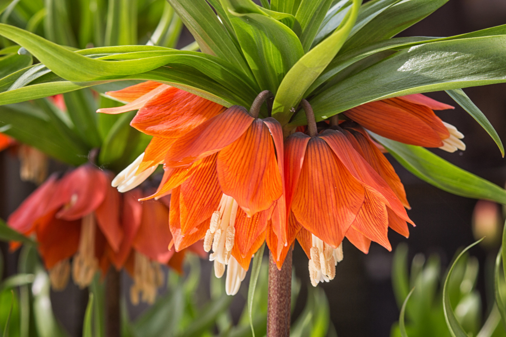 Crown Imperial Fritillary Flowers