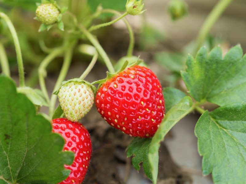 Fresh Red Strawberries With Planting