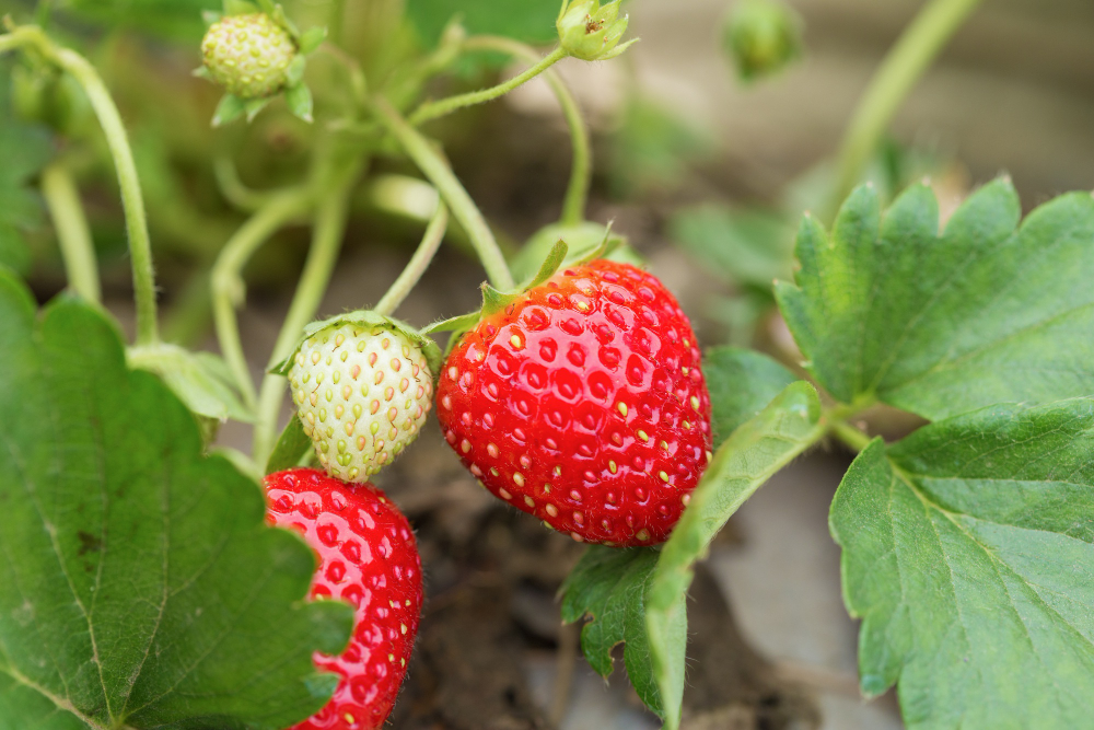 fresh-red-strawberries-with-planting