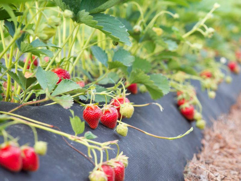 Strawberry Bushes With Many Ripe Red Berries Planting Growing Eco Strawberry Using Modern Technologies Equipment