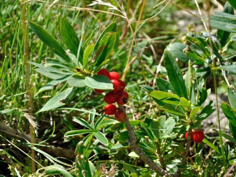 Daphne Des Alpes Valloire