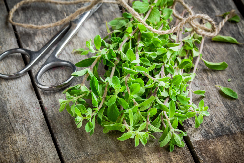 Bunch Raw Green Herb Marjoram With Scissors Wooden Rustic Table