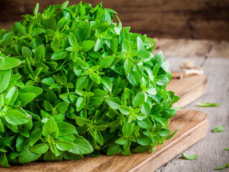 Bunch Fresh Organic Basil Cutting Board Closeup