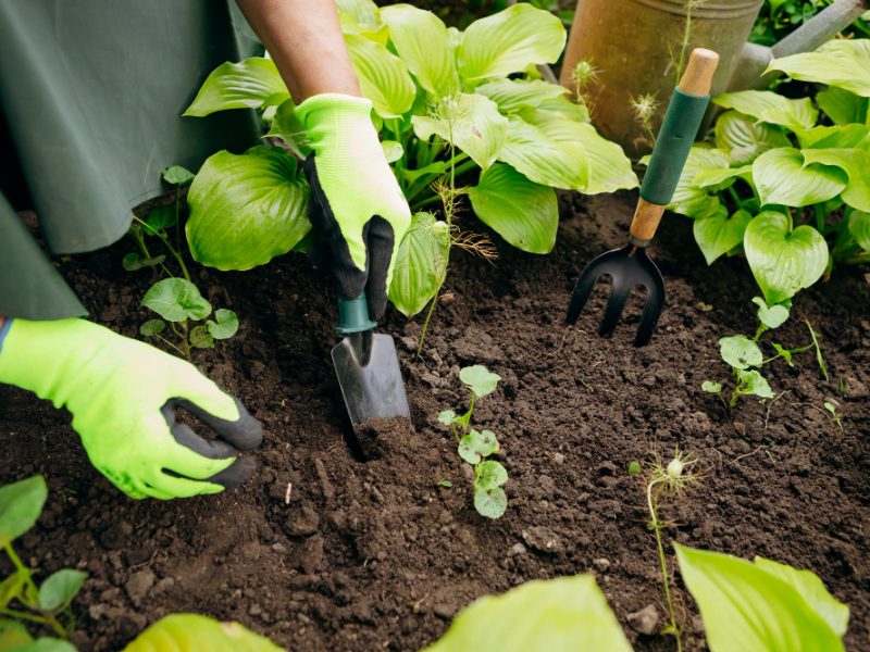 Gardener Woman Working Her Yard Concept Gardening Growing Caring Flowers Plants