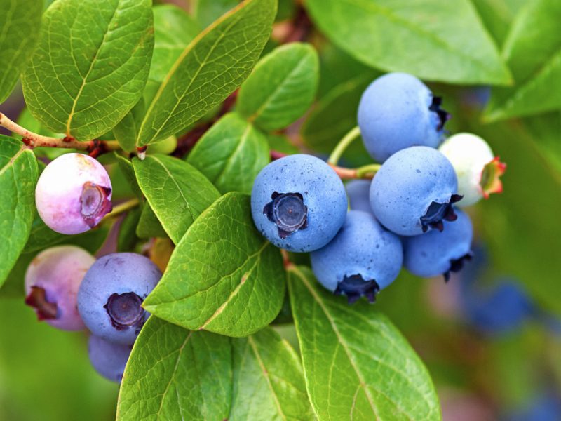 Blueberries Ripening Bush Close Up