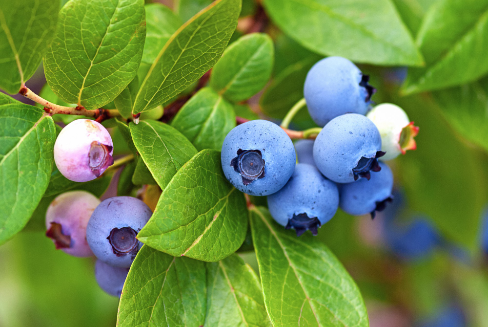 Blueberries Ripening Bush Close Up