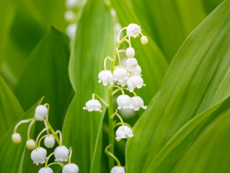 Delicate Lilies Valley Blooming Spring