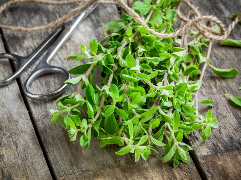 Bunch Raw Green Herb Marjoram With Scissors Wooden Rustic Table