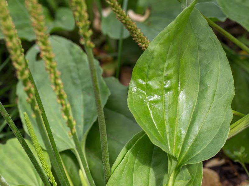 Plantain Flowering Plant With Green Leaf Plantago Major Broadleaf Plantain White Man S Foot Greater Plantain (1)