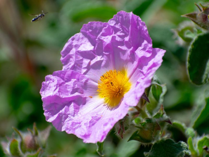 Hoary Rockrose Cistus Creticus