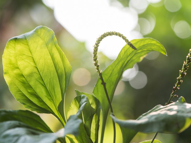 Plantago Major Greater Plantain Tree Nature Surface