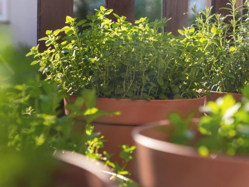 Growing Your Own Herbs Balcony City Potswith Fresh Herbs Sunlight