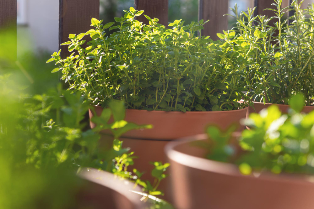 Growing Your Own Herbs Balcony City Potswith Fresh Herbs Sunlight