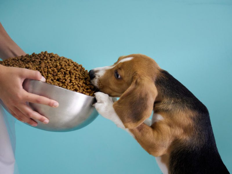 Girl Gives Beagle Puppy Huge Steel Cup Full Dog Food Teal Background