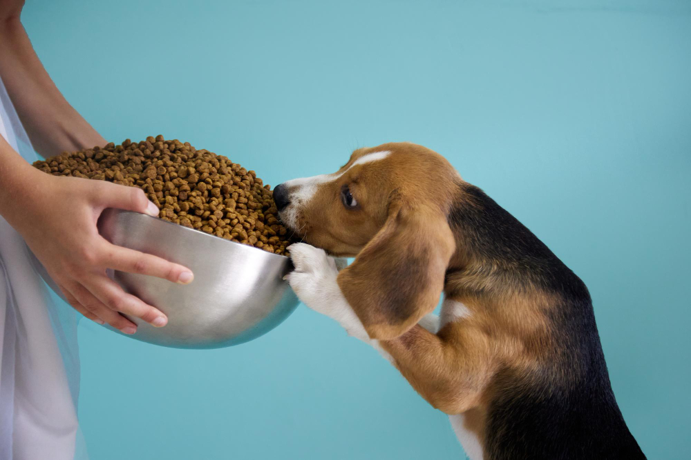 Girl Gives Beagle Puppy Huge Steel Cup Full Dog Food Teal Background