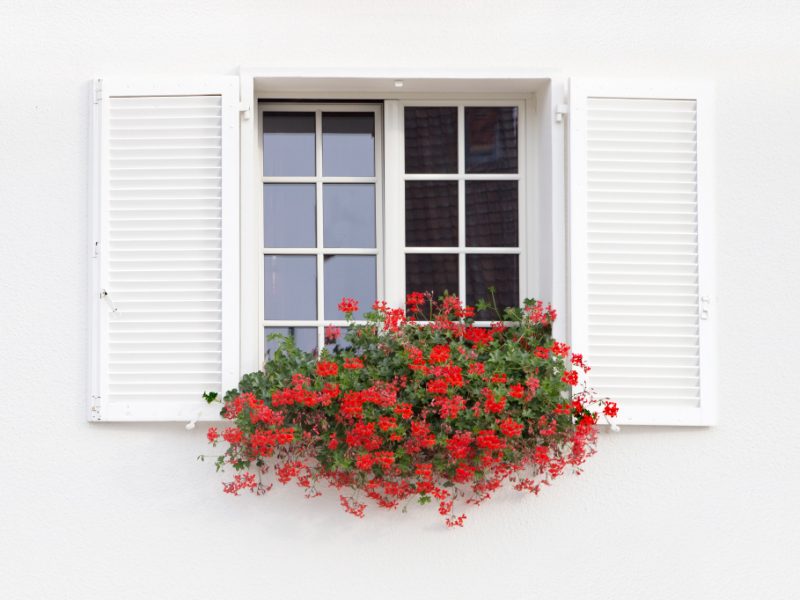 White Window Flowers