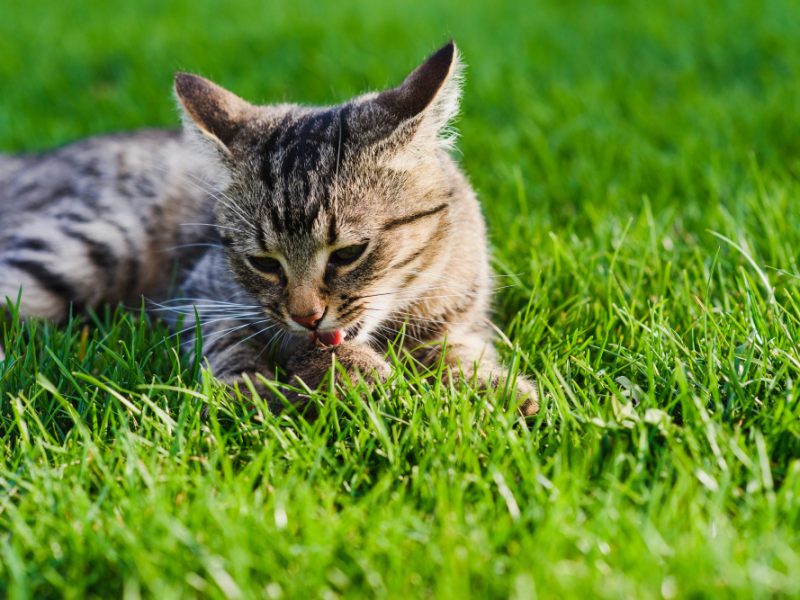 Cat Caught Mouse Close Up