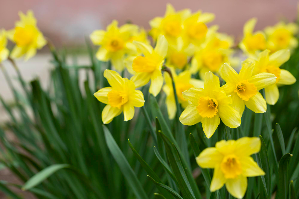 Spring Flower Yellow Narcissus Garden Selective Focus Closeup