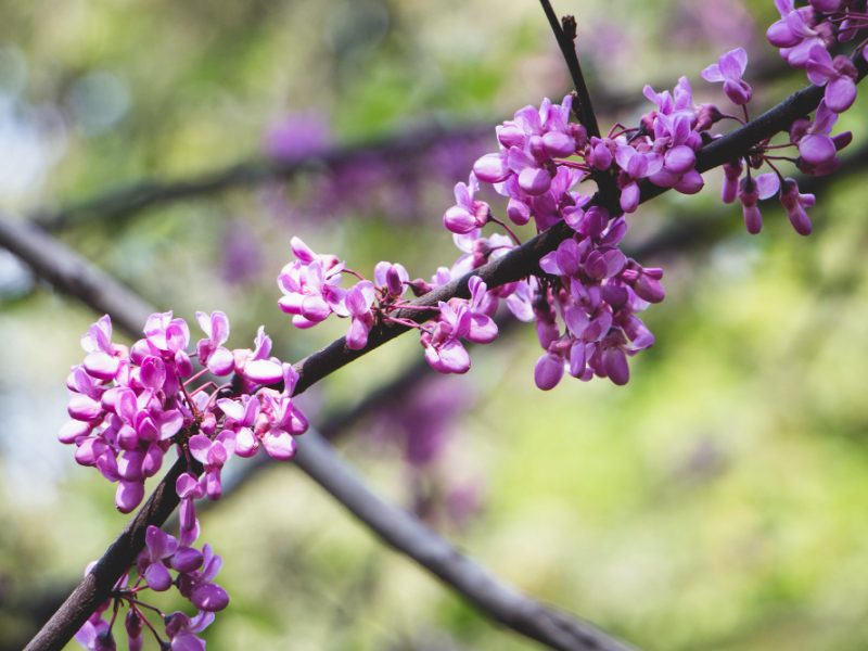 Twig With Blooms