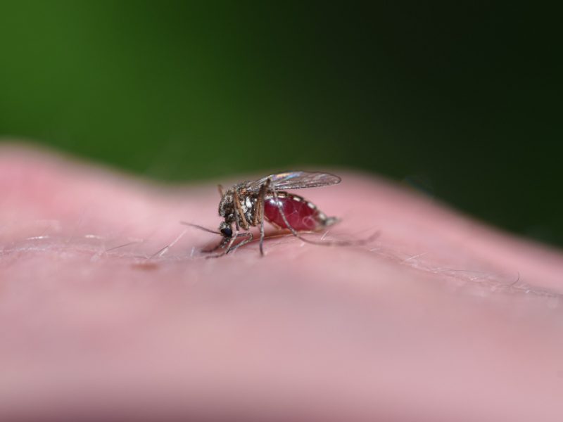 Mosquito Drinks Blood From Human Body